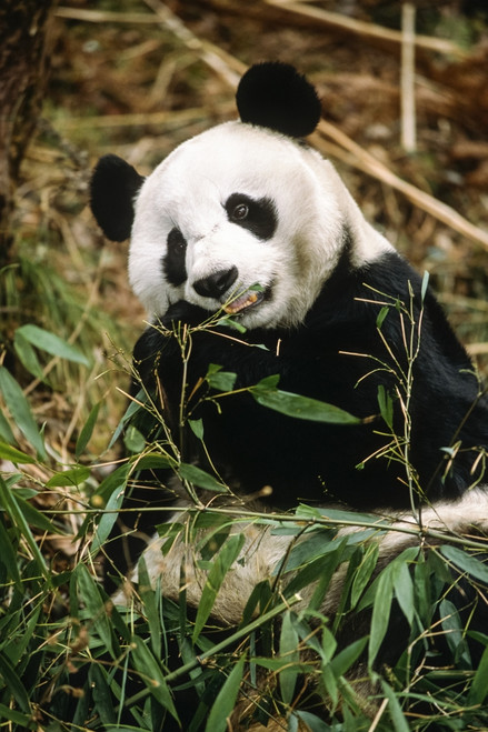 Giant Panda Wolong Panda Preserve Sichuan Province China Poster Print by Tom Soucek / Design Pics - Item # VARDPI2288356 Giant Panda Wolong Panda Preserve Sichuan Province China Poster Print by Tom Soucek / Design Pics - Item # VARDPI2288356