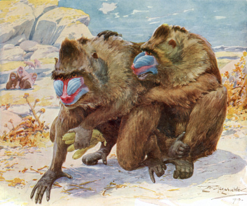 Mandrills.  From Bibby's Annual Published 1910. Poster Print by Hilary Jane Morgan / Design Pics - Item # VARDPI12288367
