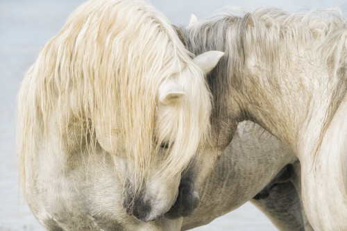 Camargue horses nuzzling each other; Camargue, France Poster Print by Robert Postma / Design Pics - Item # VARDPI12545675