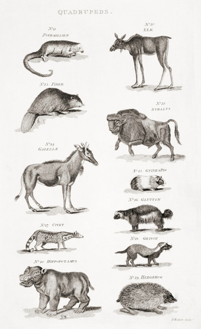 Different Types Of Quadrupeds. From An 18th Century Print Poster Print by Ken Welsh / Design Pics - Item # VARDPI12280489