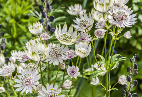 Pink, green and white Astrantia flowers in bloom; England Poster Print by Carol McKay / Design Pics - Item # VARDPI12539371