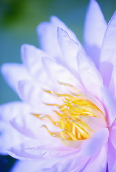 Close Up Of A Pink Flower; Hawaii, United States Of America Poster Print by Kicka Witte / Design Pics - Item # VARDPI2119464