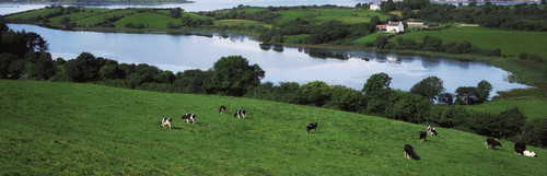 Bantry Bay, Co Cork, Ireland; Cattle Grazing Poster Print by The Irish Image Collection / Design Pics - Item # VARDPI1803242