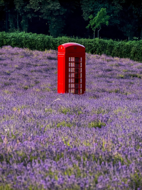 Red telephone booth in a lavender field; London, England Poster Print by Charles Bowman / Design Pics - Item # VARDPI12531284
