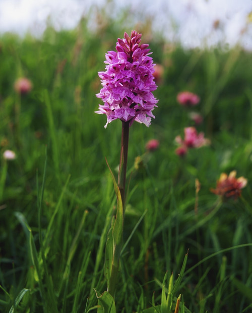 Pyramidal Orchid, Mannin Bay, Co Galway, Ireland Poster Print by The Irish Image Collection / Design Pics - Item # VARDPI1806913