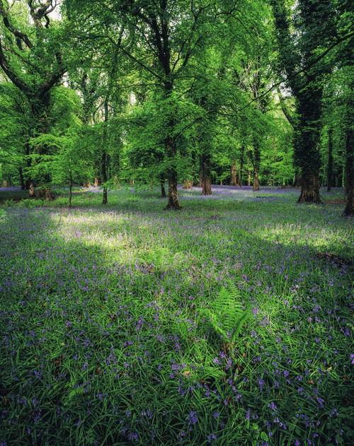Killarney, Co Kerry, Ireland; Meadow In A Forest Poster Print by The Irish Image Collection / Design Pics - Item # VARDPI1801876