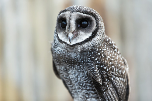 Close-up of an owl; Whiteman, Western Australia, Australia Poster Print by Aaron Von Hagen / Design Pics - Item # VARDPI12514671