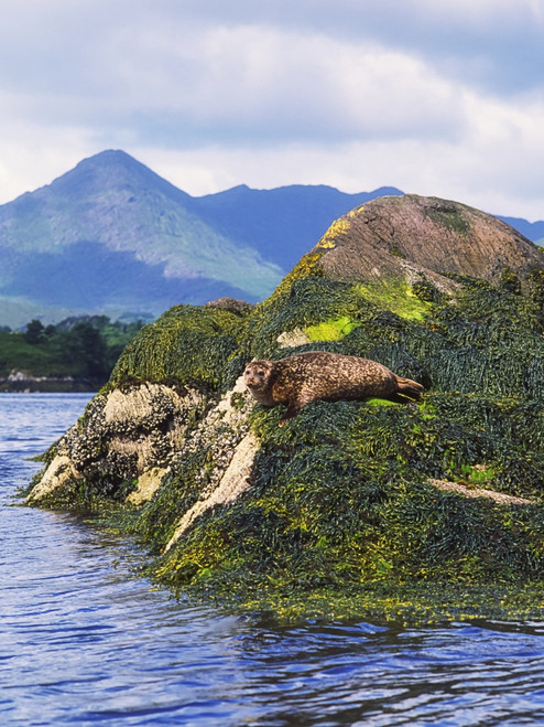 Glengarriff, Co Cork, Ireland; Seals On The Shore Poster Print by The Irish Image Collection / Design Pics - Item # VARDPI1806788