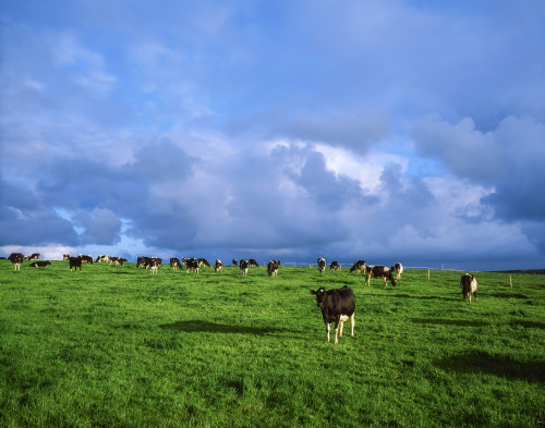 Dunluce Castle, Co Antrim, Ireland; Friesian Cattle Poster Print by The Irish Image Collection / Design Pics - Item # VARDPI1807717