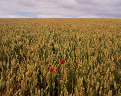 Poppies In A Wheat Field, County Waterford, Ireland Poster Print by The Irish Image Collection / Design Pics - Item # VARDPI1797893