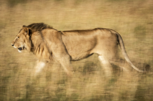 Slow pan of male lion (Panthera leo) walking left, Serengeti, Tanzania Poster Print by Nick Dale / Design Pics - Item # VARDPI12556215