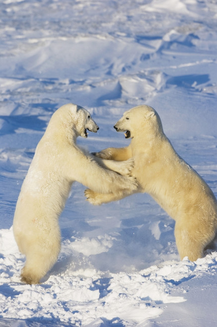 Polar Bears Wrestling And Play Fighting At Churchill, Manitoba, Canada. Poster Print by Tom Soucek / Design Pics - Item # VARDPI2112382 Polar Bears Wrestling And Play Fighting At Churchill, Manitoba, Canada. Poster Print by Tom Soucek / Design Pics - Item # VARDPI2112382