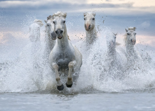 White horses of Camargue running out of the water; Camargue, France Poster Print by Robert Postma / Design Pics - Item # VARDPI12545677