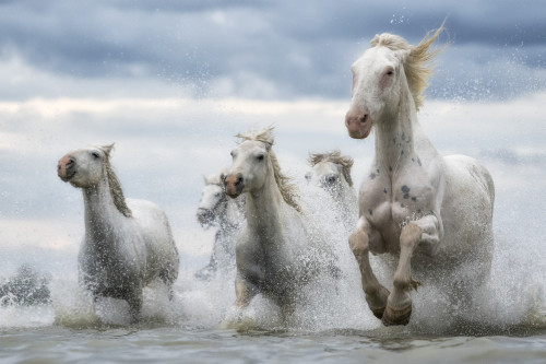 White horses of Camargue running out of the water; Camargue, France Poster Print by Robert Postma / Design Pics - Item # VARDPI12545676