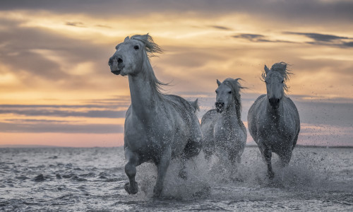 White horses of Camargue running out of the water; Camargue, France Poster Print by Robert Postma / Design Pics - Item # VARDPI12545668