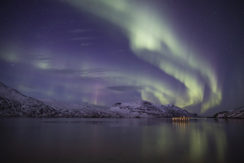 Aurora Borealis, or Northern lights; Djupavik, West Fjords, Iceland Poster Print by Robert Postma / Design Pics - Item # VARDPI12530944