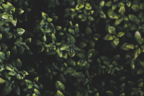 A shrub with dark green foliage; Vancouver, British Columbia, Canada Poster Print by Melody Davis / Design Pics - Item # VARDPI12451514