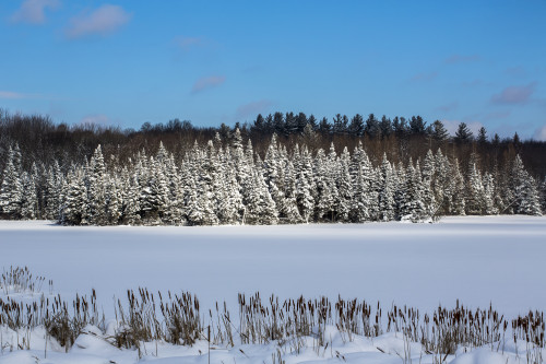 A field and trees covered with snow under a blue sky; Quebec, Canada Poster Print by David Chapman / Design Pics - Item # VARDPI12521675