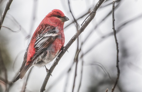 Pine Grosbeak (Pinicola Enucleator); Johnson Crossing, Yukon, Canada Poster Print by Robert Postma / Design Pics - Item # VARDPI12331470