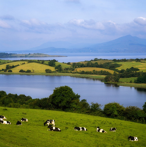 Bantry Bay, County Cork, Ireland, Holstein-Fresian Cattle Poster Print by The Irish Image Collection / Design Pics - Item # VARDPI1805560