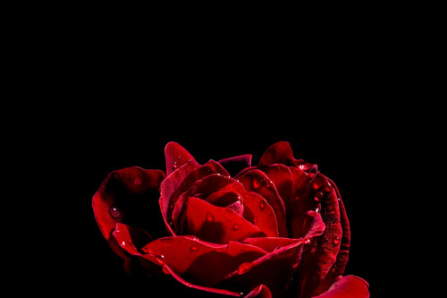 Don Juan Rose (Rosa rugosa) with water droplets on a black background Poster Print by Mark Jurkovic / Design Pics - Item # VARDPI12556528