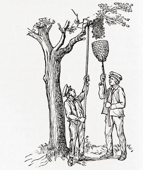 Beekeepers Capturing A Swarm Of Bees.  From Meyers Lexicon, Published 1924. Poster Print by Ken Welsh / Design Pics - Item # VARDPI12323839