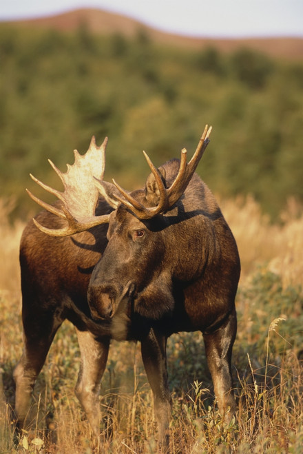 Bull Moose Grazing On Hillside Chugach State Park Southcentral Alaska Autumn Poster Print by Tom Soucek / Design Pics - Item # VARDPI2170341