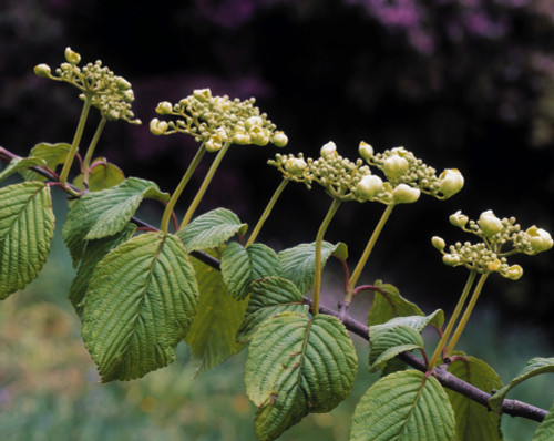 Viburnum Plicatum Tomentosum In The Rowallane Garden, Ireland Poster Print by The Irish Image Collection / Design Pics - Item # VARDPI1798167