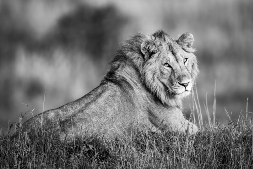 Monotone male lion (Panthera leo) lies turning to camera, Serengeti; Tanzania Poster Print by Nick Dale / Design Pics - Item # VARDPI12556211