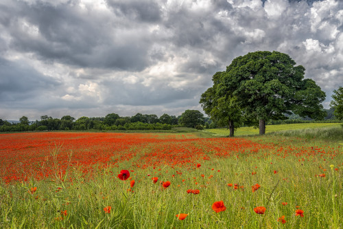 Aydon Castle poppy field in full bloom; Corbridge, Northumberland, England Poster Print by Philip Payne / Design Pics - Item # VARDPI12554196