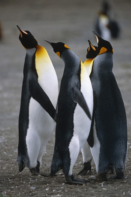 Group Of King Penguins Standing Together South Georgia Island Summer Antarctic Poster Print by Tom Soucek / Design Pics - Item # VARDPI2112402