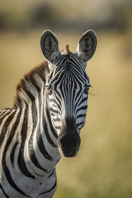 Close-up of plains zebra (Equus quagga) looking at camera, Serengeti; Tanzania Poster Print by Nick Dale / Design Pics - Item # VARDPI12556204