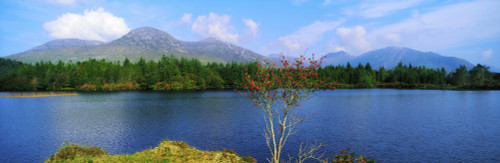 Ballynahinch Lake, Connemara, Co Galway, Ireland; Tree By A Lake Poster Print by The Irish Image Collection / Design Pics - Item # VARDPI1804433