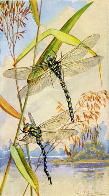 Dragonfly, Cordulegaster Annulatus.  From Bibby's Annual Published 1910. Poster Print by Hilary Jane Morgan / Design Pics - Item # VARDPI12288360