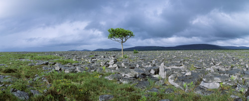 Tree In A Landscape, The Burren, County Clare, Republic Of Ireland Poster Print by The Irish Image Collection / Design Pics - Item # VARDPI1798851