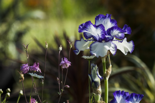 German Iris Blossoming In A Garden; Astoria, Oregon, United States Of America Poster Print by Robert L. Potts / Design Pics - Item # VARDPI12327765 German Iris Blossoming In A Garden; Astoria, Oregon, United States Of America Poster Print by Robert L. Potts / Design Pics - Item # VARDPI12327765