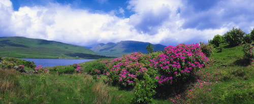 Killary Harbour, Connemara, Co Galway, Ireland; Ireland's Only Fjord Poster Print by The Irish Image Collection / Design Pics - Item # VARDPI1804452
