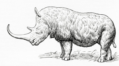 The Woolly Rhinoceros, Coelodonta Antiquitatis. From Meyers Lexicon, Published 1924. Poster Print by Ken Welsh / Design Pics - Item # VARDPI12323853