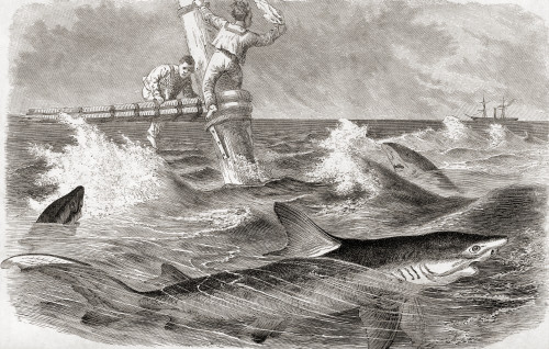 Blue Sharks Circling A Sinking Ship. From Cassell's Natural History, Published 1881. Poster Print by Ken Welsh / Design Pics - Item # VARDPI12280600