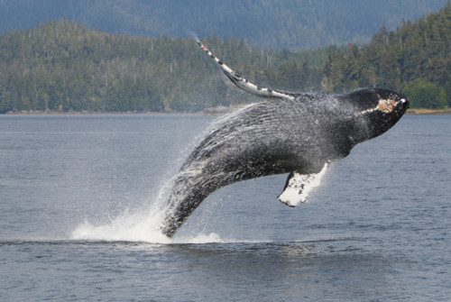 Humpback Whale Breaching In Frederick Sound, Inside Passage, Southeast Alaska, Summer Poster Print by Tom Soucek / Design Pics - Item # VARDPI2112418