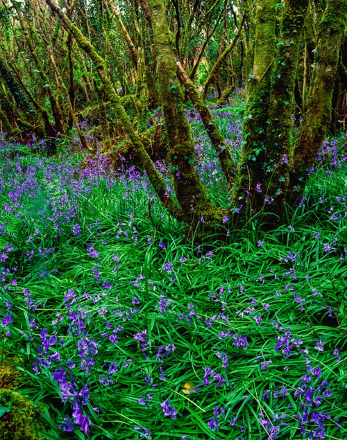Hazel Coppice With Bluebells In Spring, Ardcarrig, Co Galway, Ireland Poster Print by The Irish Image Collection / Design Pics - Item # VARDPI1810288