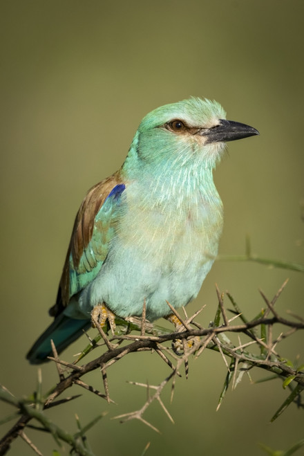 European roller (Coracias garrulus) on thorn branch, Serengeti National Park; Tanzania Poster Print by Nick Dale / Design Pics - Item # VARDPI12554327