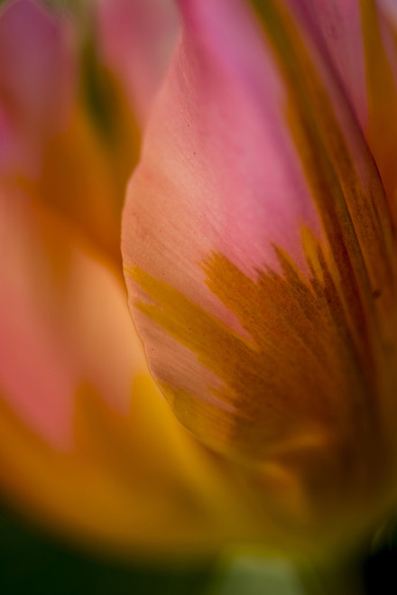 Close-Up Of A Flower In Bloom At Butchart Gardens; Victoria, British Columbia, Canada Poster Print by Cathy Hart / Design Pics - Item # VARDPI12327414