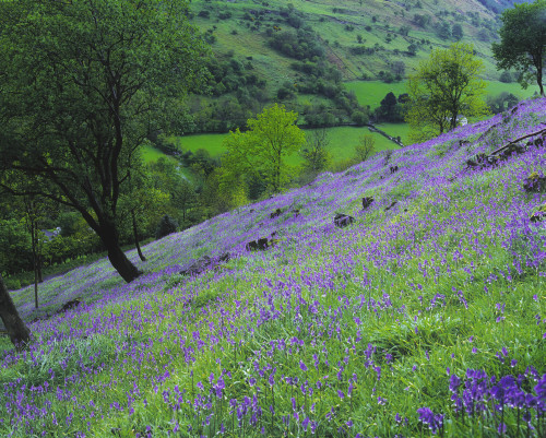 Bluebells, Glenariff, Co Antrim, Ireland; Flowers In A Meadow In Ireland Poster Print by The Irish Image Collection / Design Pics - Item # VARDPI1802088