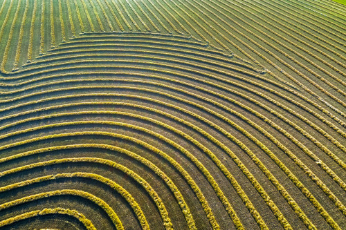 Aerial views of canola harvest lines glowing at sunset; Blackie, Alberta, Canada Poster Print by Michael Interisano / Design Pics - Item # VARDPI12516667
