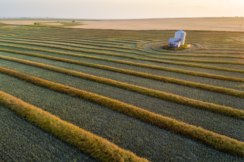 Aerial views of canola harvest lines glowing at sunset; Blackie, Alberta, Canada Poster Print by Michael Interisano / Design Pics - Item # VARDPI12516661