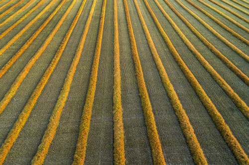 Aerial views of canola harvest lines glowing at sunset; Blackie, Alberta, Canada Poster Print by Michael Interisano / Design Pics - Item # VARDPI12516658