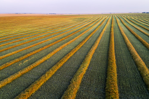 Aerial views of canola harvest lines glowing at sunset; Blackie, Alberta, Canada Poster Print by Michael Interisano / Design Pics - Item # VARDPI12516656