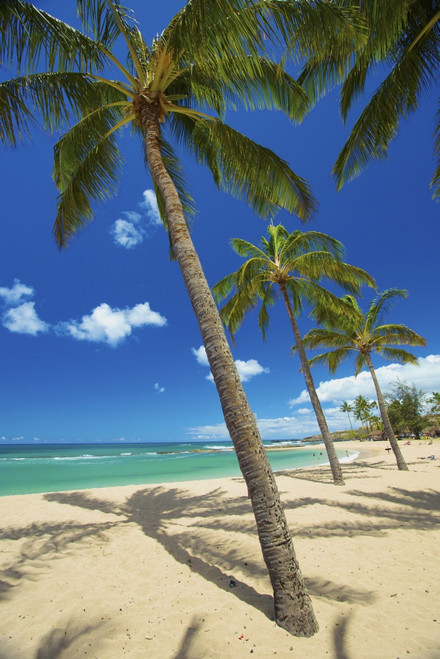 Palm Trees On The Beach In Salt Ponds State Park; Kauai, Hawaii, United States Of America Poster Print by Kicka Witte / Design Pics - Item # VARDPI2373716 Palm Trees On The Beach In Salt Ponds State Park; Kauai, Hawaii, United States Of America Poster Print by Kicka Witte / Design Pics - Item # VARDPI2373716