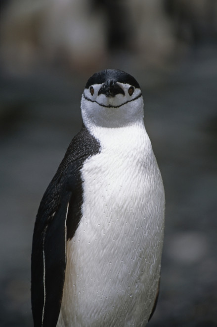 Closeup Of Chinstrap Penguin Just Out Of The Water @ South Georgia Island Antarctic Summer Poster Print by Tom Soucek / Design Pics - Item # VARDPI2170471